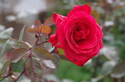 Close-up of red flower blooming outdoors