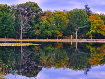 Reflection of trees in lake