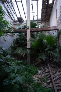 plant