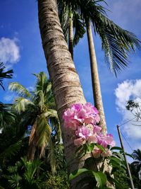 Low angle view of palm tree against sky