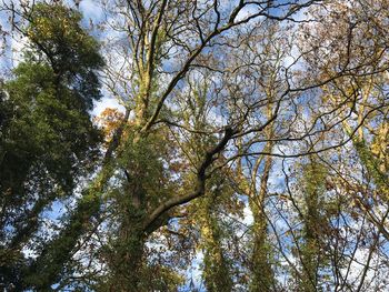 Low angle view of trees against sky