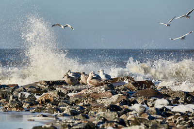 Seagulls flying over sea