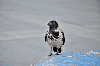 Close-up of bird perching on a snow