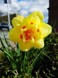 Close-up of yellow flower blooming outdoors