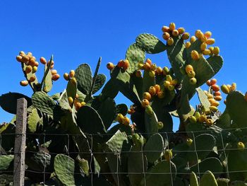 Low angle view of cactus plant against clear blue sky