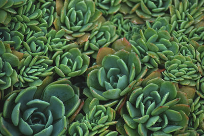 Full frame shot of succulent plants