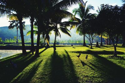 Palm trees on beach
