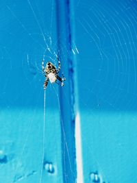 Close-up of spider on web