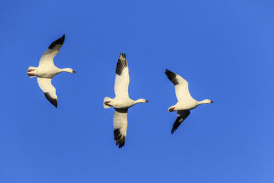 Low angle view of seagulls flying against clear blue sky