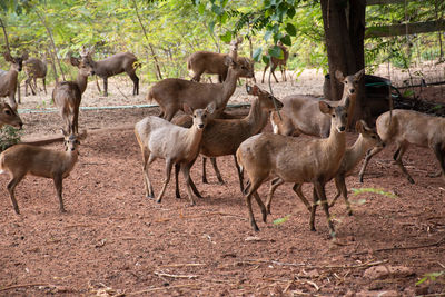 Herd of deer in the forest