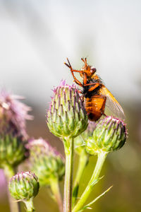 Close-up of bee on flower