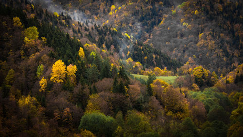 Scenic view of pine trees in forest during autumn