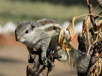 Close-up of squirrel on dead plant during sunny day