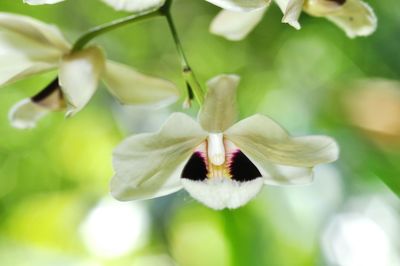 Close-up of flowers blooming outdoors