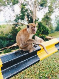 Close-up of monkey sitting on roadblocks 