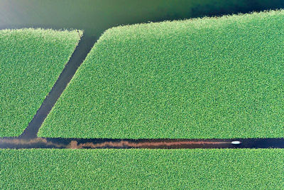 High angle view of corn field