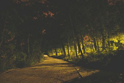 Trees in forest at night