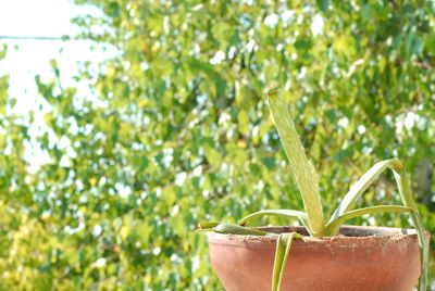 Close-up of aloe vera plant