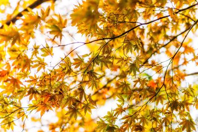 Close-up of yellow flowers on tree