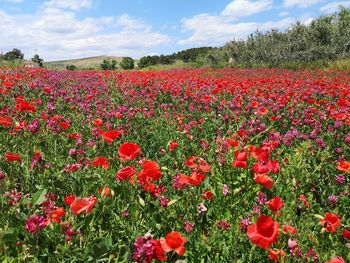 Red poppy flowers on field against sky