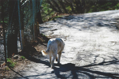 Dog in sunlight