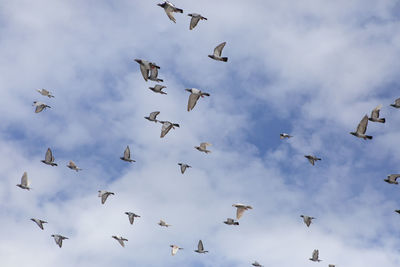 Low angle view of birds flying in sky