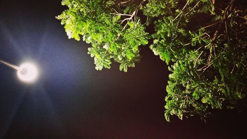 Close-up of plant against trees at night