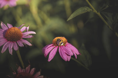 Close-up of flower