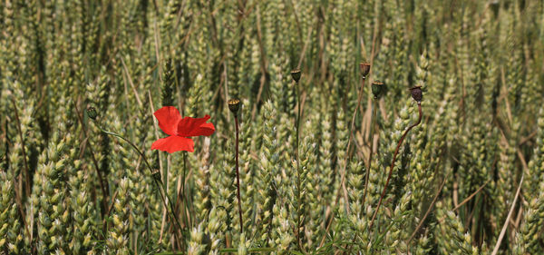 Close-up of red poppy flower on field