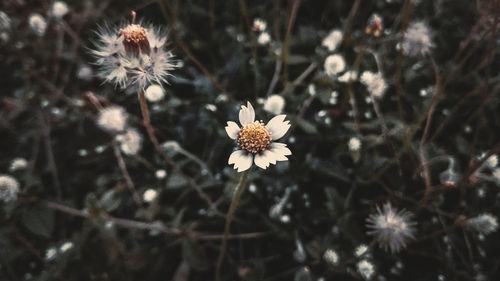 High angle view of flowering plant on field