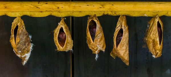 Close-up of clothes hanging on metal wall