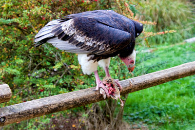 Vulture in a natural park