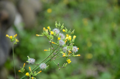 Close-up of butterfly pollinating on flower
