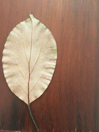 Close-up of dry leaf on wooden plank