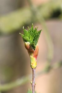 Close-up of flower bud