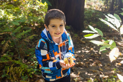 Little kid picking chestnuts in the forest in autumn