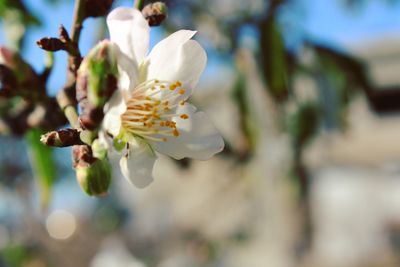 Close-up of white cherry blossom