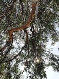 Low angle view of trees against sky
