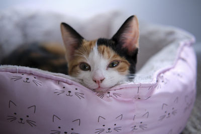 Close-up of a small calico kitten laying in cat bed