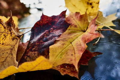 Close-up of maple leaves