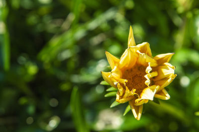 Close-up of yellow rose flower