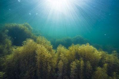 Sunlight shining down on a forest of seaweed