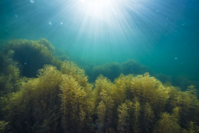 View of coral in sea