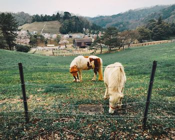 Horses grazing on field