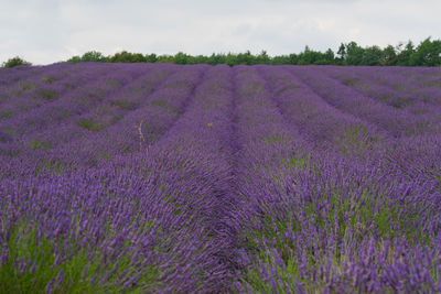 Purple flowering plants on field