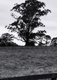 Tree on field against sky