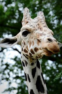 Close-up of giraffe against trees