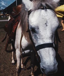 Close-up of horse on sand