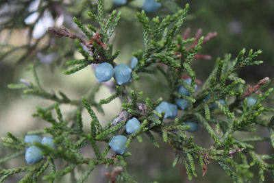 Close-up of fruits on tree