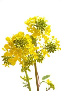 Close-up of yellow flowering plant against white background